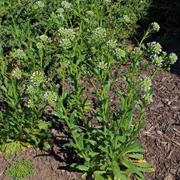 Thlaspi (pennycress)
